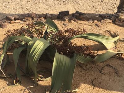 Welwitschia