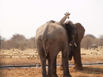 Elephants, Etosha