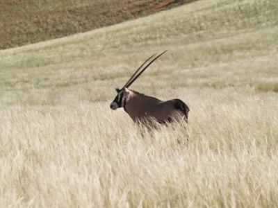 Gemsbok, southern Namibia