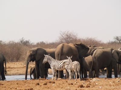 Elephant and zebra, Etosha National Park