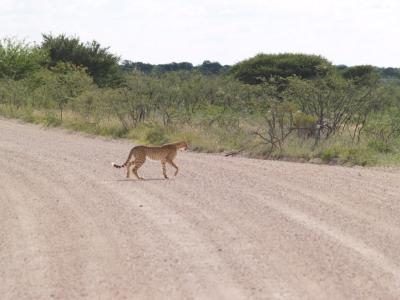 Cheetah